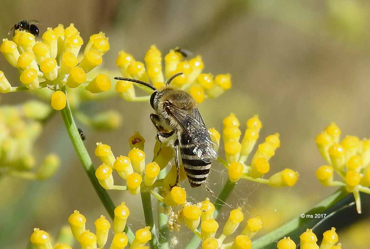 Colletes cfr. nigricans (Apidae Colletinae), femmina